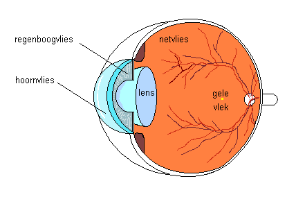 lens staar cataract
